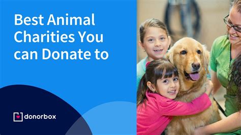 best animal charities to donate to 2023|17 Best Animal Charities You Can Donate To.